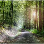 Der schattige Weg entlang des Kaskadentals ist ideal für einen ausgiebigen Waldspaziergang. – Foto: Bayer. Staatsbad Bad Kissingen / Dominik Marx