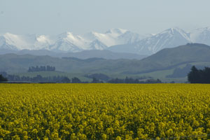 Von Christchurch aus nach Westen: die Southern Alps am Horizont. Foto: Kathrin Schierl