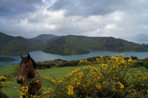 Ein neuer Freund auf vier Hufen: Dieses Pferd hat vielleicht die beste Aussicht Neuseelands.