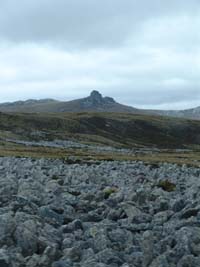 Steinrflüsse sind typisch für die Falklandinseln.