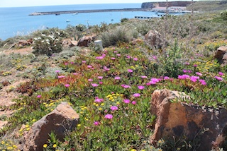 Blütenpracht im Naturpark Capo Vincente: Kräftige Farben, herrliche Düfte. Foto: Heiner Sieger