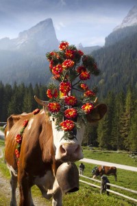 Kuh-Königin beim Almabtrieb im Berchtesgadener Land. - Foto: www.berchtesgadener-land.com/M. Hildebrand