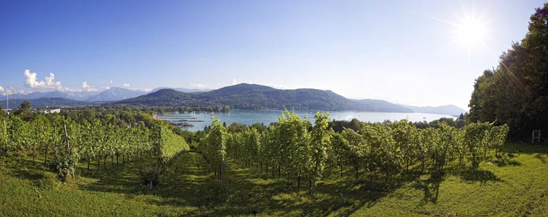Rund um den Wörthersee wachsen edle Tropfen. - Foto: Kärnten Werbung Rund um den Wörthersee wachsen edle Tropfen. - Foto: Kärnten Werbung