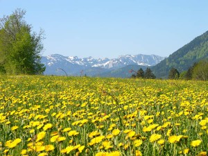 Bald ist es wieder soweit: der Löwenzahnfrühling im Tölzer Land. Foto: Tölzer Land Tourismus / Klaus Knirk