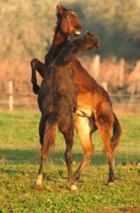 Im Parco Naturale della Maremma leben wilde Pferde. Foto: Pastorelli