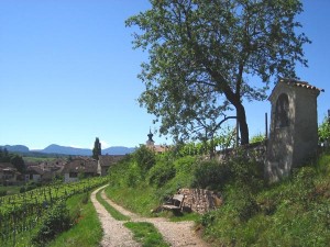 Was gibt es Schöneres als eine Weinverkostung entlang des Weinlehrpfads in Girlan. - Foto: Tourismusverein Eppan