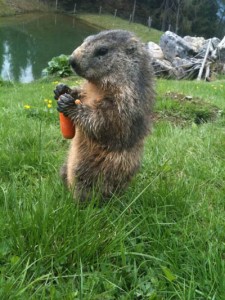 Manfred ist ein zahmes Murmeltier, das sich gemeinsam mit seinen Freunden im Gehege auf eine Karotte freut. - Foto: Tourismusverband Mühlbach