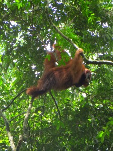 Hautnah: Ein Orang Utan im Dschungel von Ketambe auf Sumatra. Foto: ObstmeierKetambe