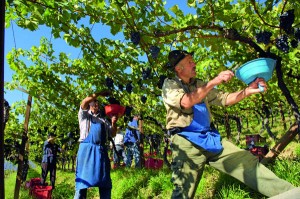 Lesehelfer, die sogenannten "Wimmer", bei der Arbeit.