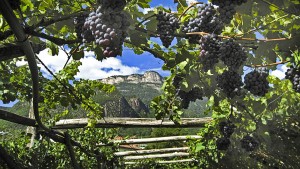Aus diesen Trauben wird herrlicher Wein gewonnen. - Foto: TV Eppan
