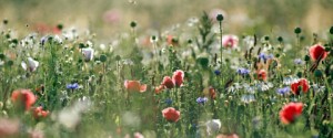 Der Mohn steht in voller Blüte; wenn er geerntet ist, gibt es zahlreiche Veranstaltungen der Mohnbauern. - Foto: R. Newman