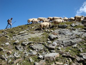 Die Osttiroler Lammwochen dauern noch bis zum 13. Oktober. - Foto: Osttirol Information