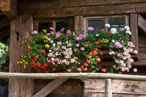 Im Schwarzwald kommen auch Blumenfreunde auf ihre Kosten. - Foto: Touristik Bad Wildbad