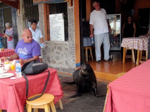 Nicht nur im Wasser zutraulich – eine Seehunddame fühlt sich auch in so manchem Restaurant heimisch.