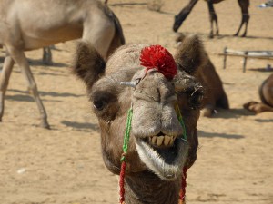 Geschmückte Kamele in Pushkar.