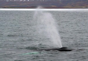 Spritzender Bartenwal im Fjord von Eyjafjörður.