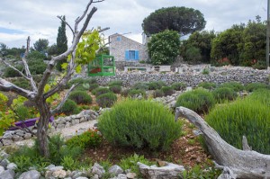 Im Garten der feinen Düfte. - Foto: Blaha