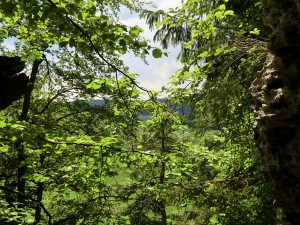 Das sattgrüne Blattwerk von Buche, Eiche, Linde, Ahorn, Ulme oder Esche gibt ein fantastisches Bild ab. – Foto: Dieter Warnick