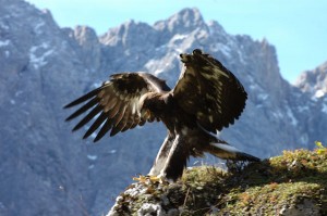 Auf Wanderungen durch Österreich warten immer wieder beeindruckende Begegnungen mit der Natur. Foto: hall-wattens.at / OttoLeiner