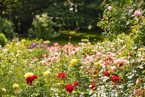 Im Rosengarten kann sich der Besucher an 6000 Rosenstöcken und 550 Rosensorten erfreuen.  – Foto: Kur- und Tourismusbetrieb Bad Wörishofen