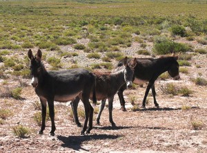 Eselsgruppe im Los Cardónes Nationalpark.