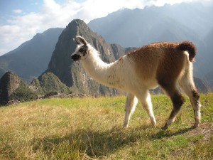 Auf dem Gelände des Machu Picchu dienen die heimischen Alpakas als Touristenattraktion und natürlicher Rasenmäher.