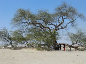 Der Baum des Lebens, eine mehr als 400 Jahre alte Riesen-Akazie, gedeiht mitten in der Wüste. Woher sie ihr Wasser bezieht, gibt bis heute als Mysterium. - Foto: Dieter Warnick