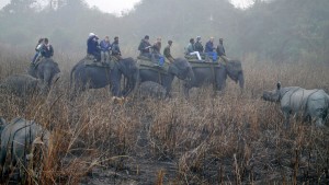 Elefanten-Safari im Kaziranga Nationalpark.