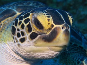 Die Riffe rund um Saba liegen in einer Umweltschutzzone. Die zahlreichen Schildkröten begegnen den Tauchern ohne Scheu und mit großer Neugier. 