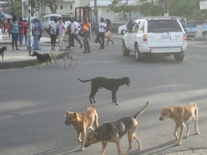 Überall, so auch in Castries, St. Lucia, streunende Hunde, die mitunter eine Kreuzung lahm legen und den Verkehr blockieren.