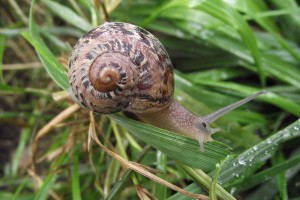 Die gefleckte Weinbergschnecke (Helix aspera) ist in Mitteleuropa weniger bekannt. Der Grund dafür ist in erster Linie ihr Verbreitungsgebiet, denn sie bevorzugt milderes Klima, das heißt den Mittelmeerraum und die atlantischen Küstengebiete. - Foto: Logis-Pfalzhotel Asselheim