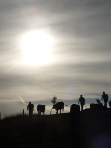 In aller Herrgottsfrüh` treiben die Hirten das Vieh, das den Sommer über auf den Almen verbracht ab, ins Tal.