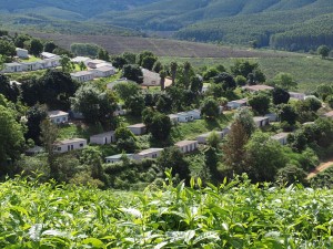 Teeplantage bei Tzaneen in der Provinz Limpopo. - Foto: www.dein-suedafrika.de