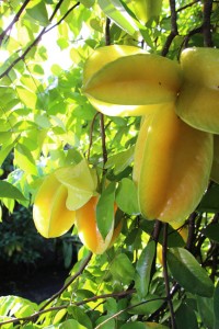 Zahlreiche Früchte wachsen auf Dominica.