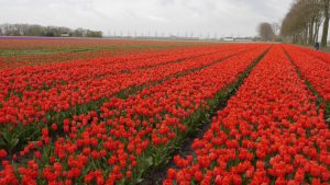 Rotes Tulpenmeer.