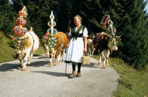 Beim Almabtrieb im Herbst wird das Vieh – wie seit Jahrhunderten Brauch – mit einem großartigen Kopfschmuck versehen. - Foto: Berchtesgadener Land Tourismus