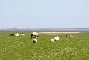 Schafe, Wind und Wellen: Die Ostfriesischen Inseln im niedersächsischen Wattenmeer stehen für Abgeschiedenheit und unberührte Naturlandschaften.