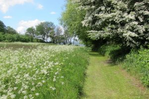 Blühender Frühling auf Langeland.