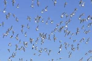 Brandschwalben formieren sich. - Foto: Beate Ulrich / Die Nordsee GmbH