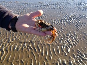 Auf Strandkrabben trifft man im Wattenmeer auf Schritt und Tritt. - Foto: Dieter Warnick 