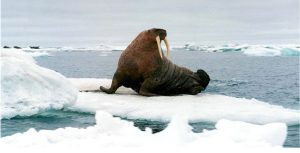 Walrosse wirken nur stoisch, sie können auch sehr aktiv sein. Foto: Poseidon Expeditions