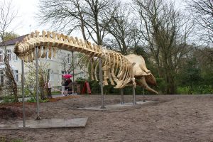 Das Pottwal-Skelett hat seinen endgültigen Platz vor dem Nationalparkhaus Wangerooge gefunden. - Foto: Kurverwaltung der Gemeinde Nordseeheilbad Wangerooge