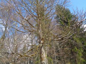 Im bayerischen Voralpenland ist der Baumbestand noch nicht bedroht. Dieses Exemplar mit seinen vielen Bartflechten ist ein gutes Beispiel dafür. - Foto: Dieter Warnick 