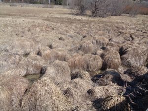 Südlich des Wildsees breitet sich das Reither Moor aus, ein aus der Verlandung des Natursees hervorgegangenes, mit Latschen durchsetztes Hochmoor. Eine Ähnlichkeit zu den Pilzköpfen der Beatles ist nicht von der Hand zu weisen. - Foto: Dieter Warnick