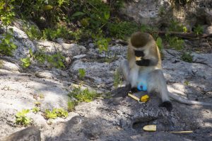 Eine männliche Meerkatze freut sich über eine Banane.