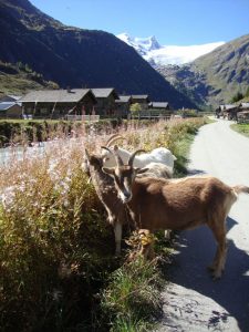 Das Gschlößtal nahe der Felbertauernstraße ist ein Bilderbuch-Ausflugsziel. - Foto: Felber: Petra Kraler