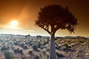 Baobabs bei untergehender Sonne. - Foto: South African Tourism 