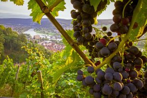 Hier, in einer der schönsten Weinregionen Deutschlands, Churfranken nämlich, lässt sich das Wandern mit allen Sinnen genießen. - Foto: epr / Churfranken e.V. / News Verlag / Dominik Stapf