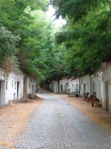 Der "Radyweg" in Poysdorf ist eine für die Gegend typische Kellergasse, deren Keller beiderseits des Hohlweges in den Löss gegraben wurden. Die an den Lösswänden wachsenden Akazien bilden ein grünes Dach und vermitteln einen romantischen Eindruck. Die Namensgebung des Weges ist auf Rattich (Weg, der zur Weide führt) zurückzuführen. - Foto: Dieter Warnick