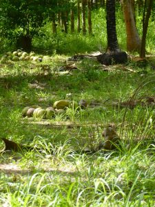 Ein fleißiger Affe vor seiner Kokosnuss-Ernte. – Foto: Anke Sieker